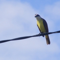 fine-feathered-friend